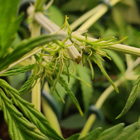 Royal Runtz Auto #1 Indoor Winter 2023/24 growlog photo: Antes y después de la poda Apical y el LST