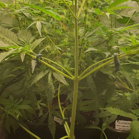 Royal Runtz Auto #1 Indoor Winter 2023/24 growlog photo: Antes y después de la poda Apical y el LST
