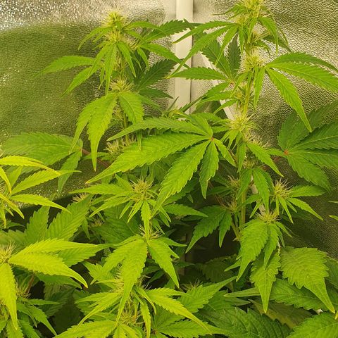 Blueberry Auto #1 Indoor Winter 2023/24 growlog photo: Las hojas de la copa de la planta siguen amarilleando, aunque las de la base están de un verde más oscuro. He regado con un pH aún más bajo que el de las últimas veces, a 4,5.