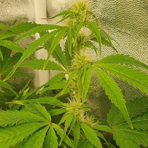 Blueberry Auto #1 Indoor Winter 2023/24 growlog photo: Las hojas de la copa de la planta siguen amarilleando, aunque las de la base están de un verde más oscuro. He regado con un pH aún más bajo que el de las últimas veces, a 4,5.