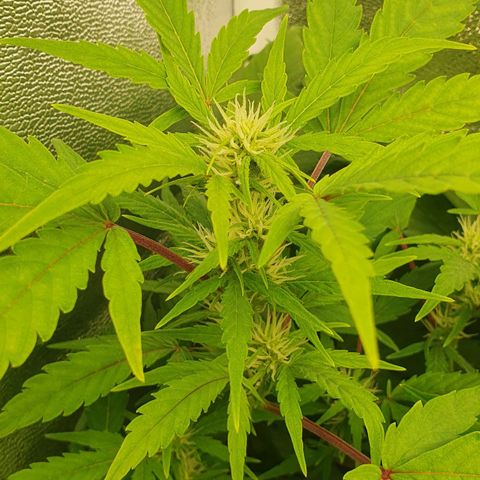 Royal Jack Auto #1Indoor Winter 2023/24 growlog photo: Las hojas de la copa de la planta siguen amarilleando, aunque las de la base están de un verde más oscuro. He regado con un pH aún más bajo que el de las últimas veces, a 4,5.