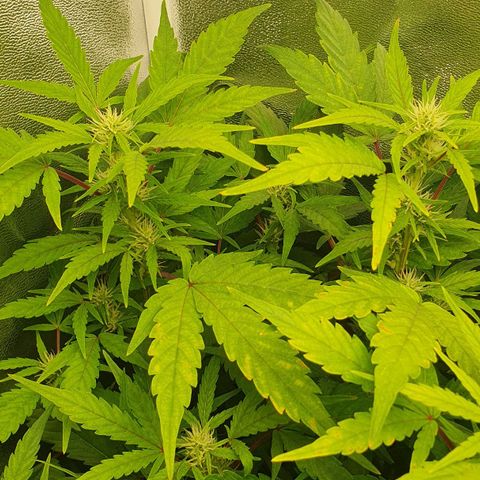 Royal Jack Auto #1Indoor Winter 2023/24 growlog photo: Las hojas de la copa de la planta siguen amarilleando, aunque las de la base están de un verde más oscuro. He regado con un pH aún más bajo que el de las últimas veces, a 4,5.