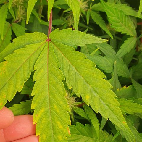 Royal Jack Auto #1Indoor Winter 2023/24 growlog photo: Las hojas de la copa de la planta siguen amarilleando, aunque las de la base están de un verde más oscuro. He regado con un pH aún más bajo que el de las últimas veces, a 4,5.