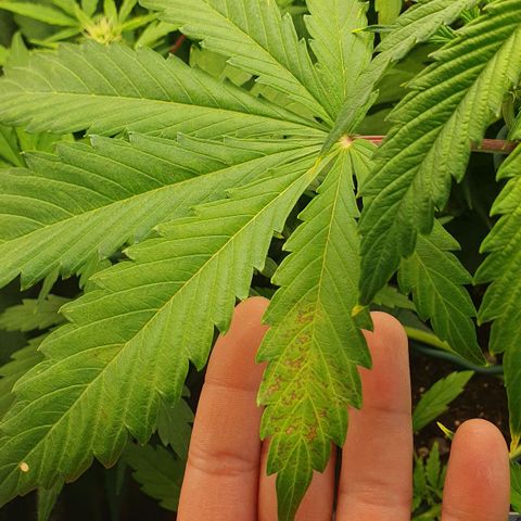 Royal Runtz Auto #1 Indoor Winter 2023/24 growlog photo: Las hojas de la copa de la planta siguen amarilleando, aunque las de la base están de un verde más oscuro. He regado con un pH aún más bajo que el de las últimas veces, a 4,5.
