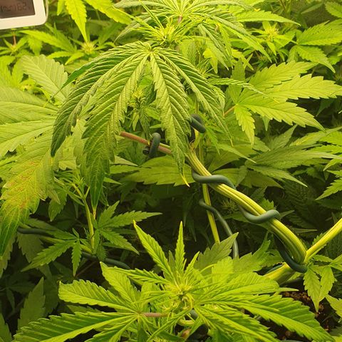 Royal Runtz Auto #1 Indoor Winter 2023/24 growlog photo: Las hojas de la copa de la planta siguen amarilleando, aunque las de la base están de un verde más oscuro. He regado con un pH aún más bajo que el de las últimas veces, a 4,5.