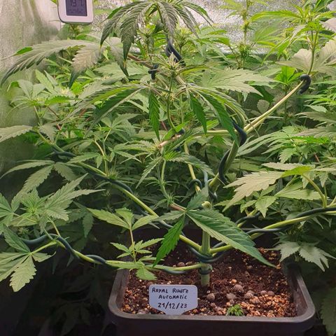 Royal Runtz Auto #1 Indoor Winter 2023/24 growlog photo: Las hojas de la copa de la planta siguen amarilleando, aunque las de la base están de un verde más oscuro. He regado con un pH aún más bajo que el de las últimas veces, a 4,5.