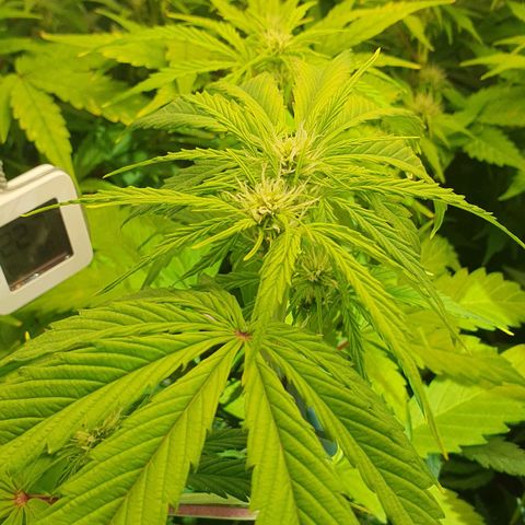 Royal Runtz Auto #1 Indoor Winter 2023/24 growlog photo: Primera semana de floración