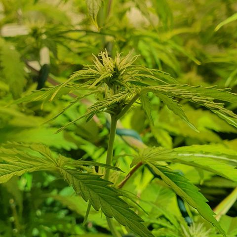 Blueberry Auto #1 Indoor Winter 2023/24 growlog photo: Tercera semana de floración.
He expuesto la planta al frío para ver si adquiere color morado.
De momento han sido solo 2 días, unas 5/6 horas cada día.