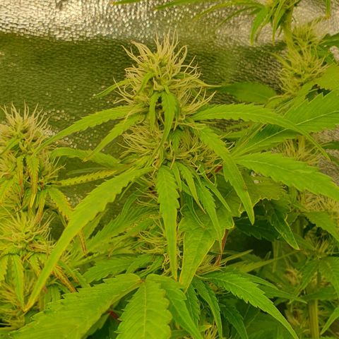 Blueberry Auto #1 Indoor Winter 2023/24 growlog photo: Tercera semana de floración.
He expuesto la planta al frío para ver si adquiere color morado.
De momento han sido solo 2 días, unas 5/6 horas cada día.