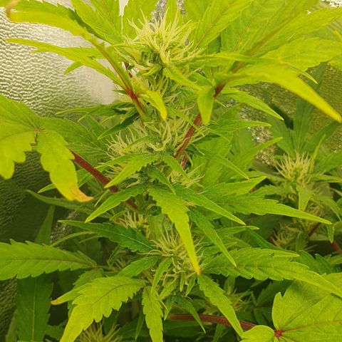 Royal Jack Auto #1Indoor Winter 2023/24 growlog photo: Tercera semana de floración.