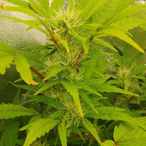 Royal Jack Auto #1Indoor Winter 2023/24 growlog photo: Tercera semana de floración.