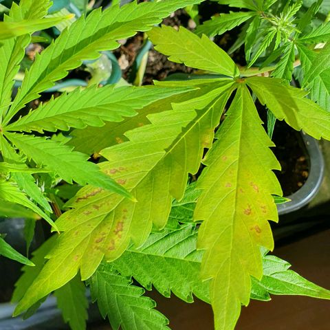 Blueberry Auto #1 Indoor Winter 2023/24 growlog photo: Las hojas están aún peor. 
Ya he regado 4 veces con pH ácido.