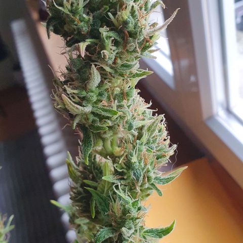 Royal Jack Auto #1Indoor Winter 2023/24 growlog timeline photo