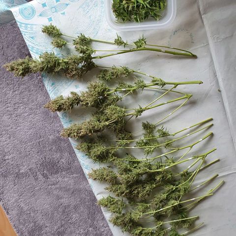 Royal Jack Auto #1Indoor Winter 2023/24 growlog timeline photo
