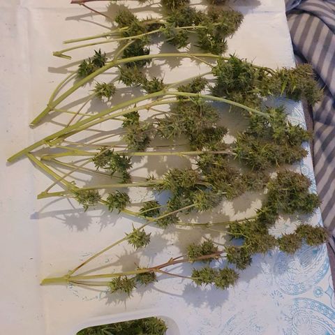Blueberry Auto #1 Indoor Winter 2023/24 growlog timeline photo