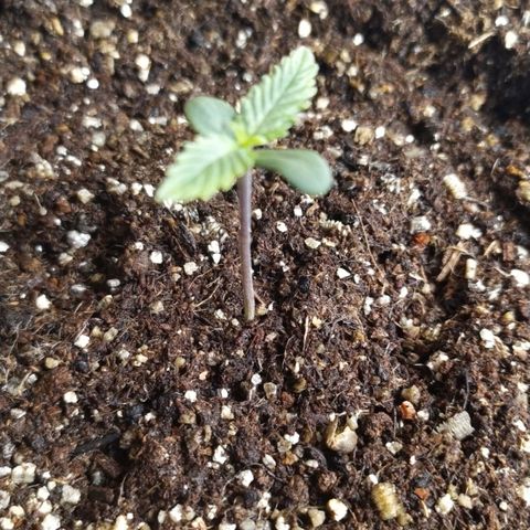 Red Poison  growlog timeline photo