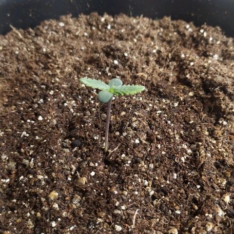 Red Poison  growlog timeline photo