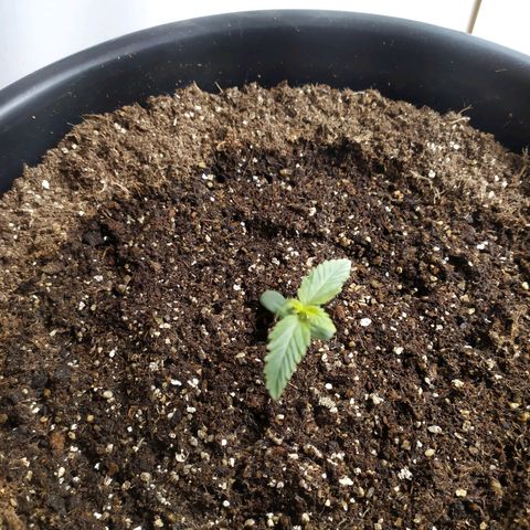 Red Poison  growlog timeline photo