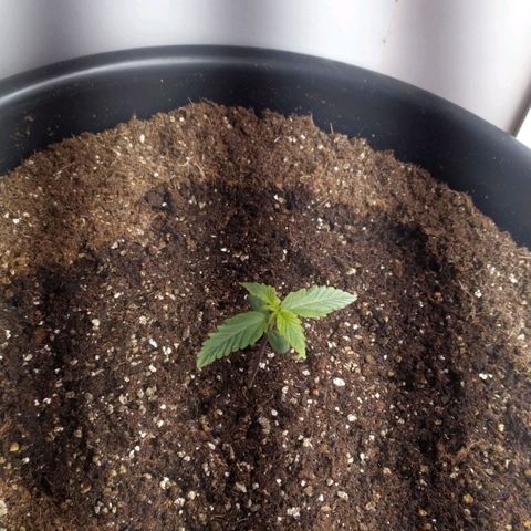 Red Poison  growlog timeline photo