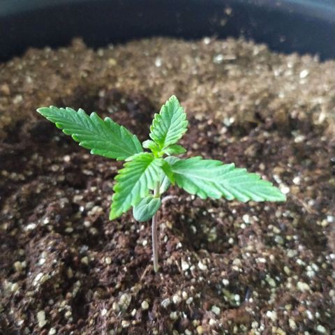 Red Poison  growlog timeline photo