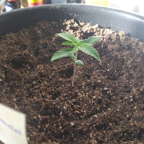 Red Poison  growlog timeline photo