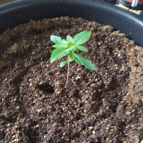 Red Poison  growlog timeline photo