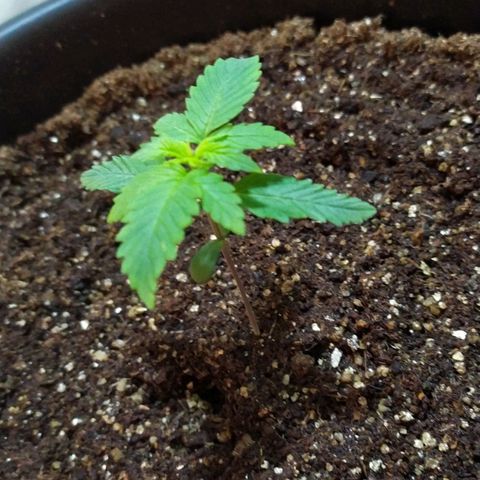 Red Poison  growlog timeline photo