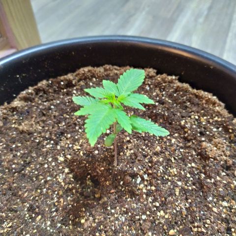 Red Poison  growlog timeline photo