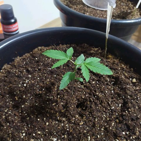 Red Poison  growlog photo: Poda apical realizada