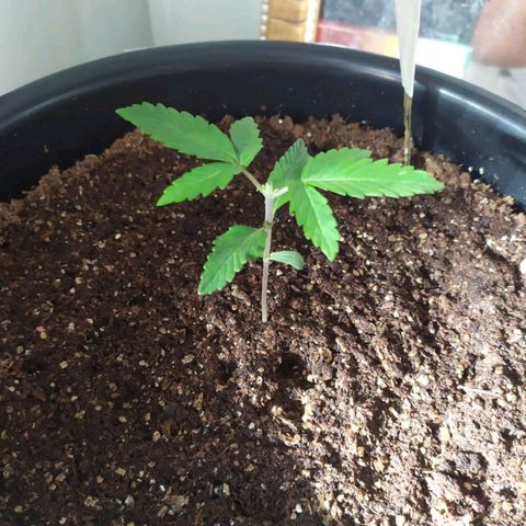 Red Poison  growlog timeline photo
