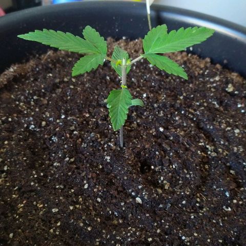 Red Poison  growlog timeline photo