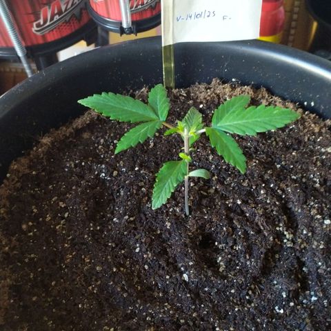 Red Poison  growlog timeline photo