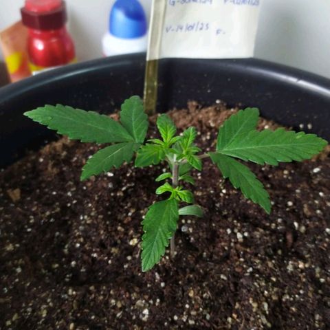 Red Poison  growlog timeline photo