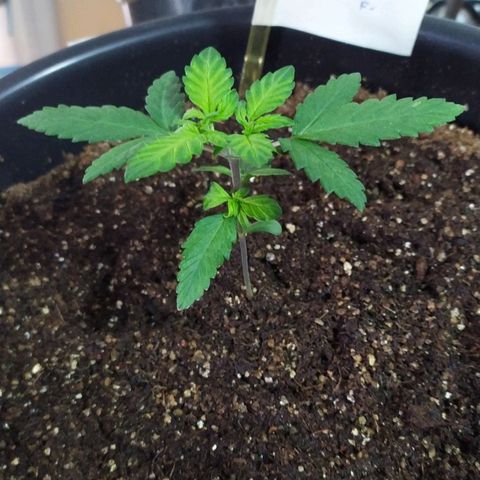 Red Poison  growlog timeline photo