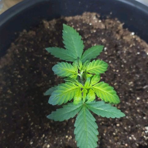 Red Poison  growlog timeline photo