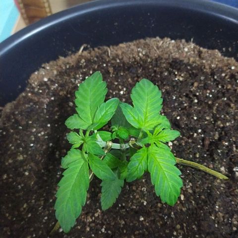 Red Poison  growlog photo: Lst realizado