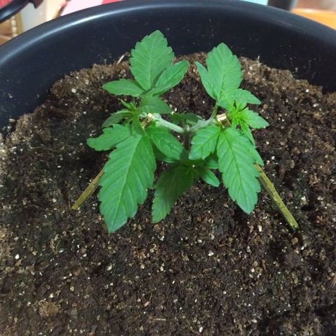 Red Poison  growlog timeline photo