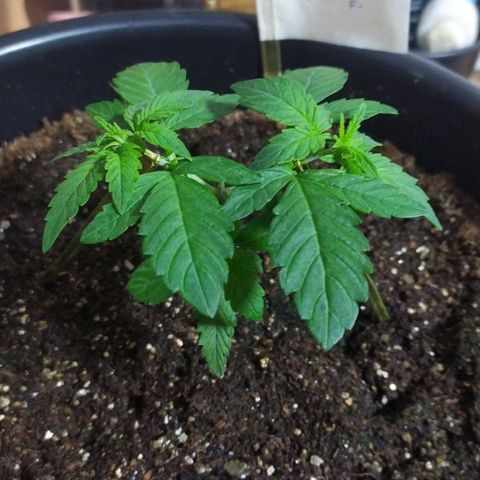 Red Poison  growlog timeline photo