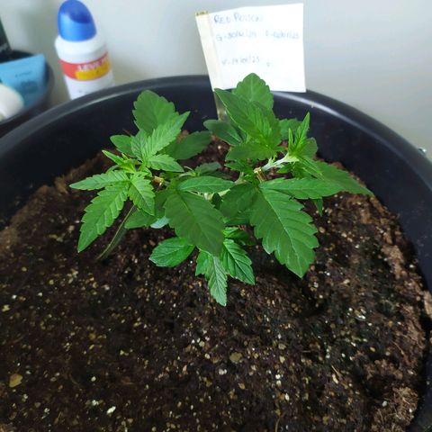 Red Poison  growlog timeline photo