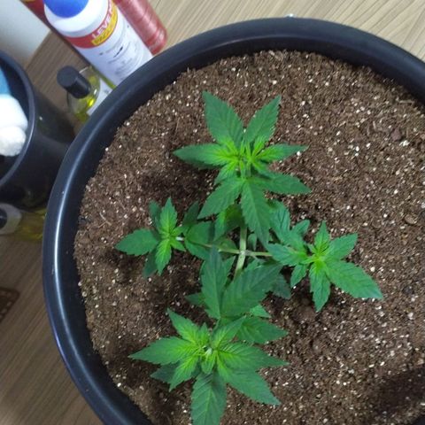 Red Poison  growlog timeline photo