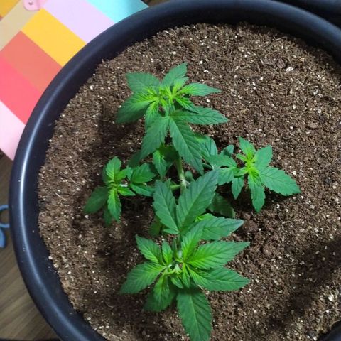 Red Poison  growlog timeline photo