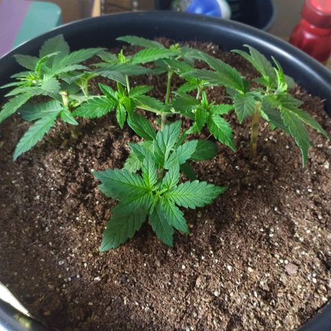 Red Poison  growlog timeline photo