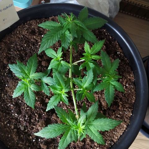 Red Poison  growlog timeline photo