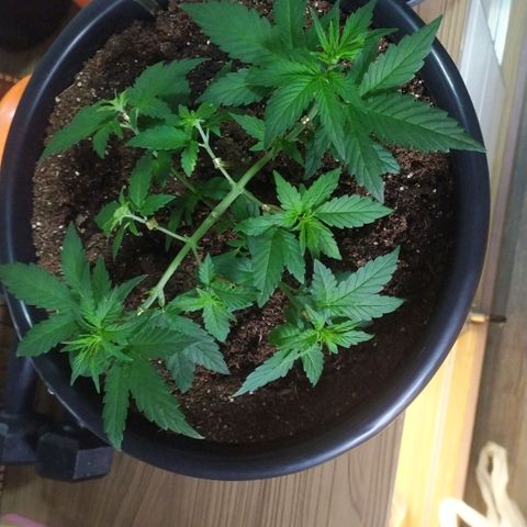 Red Poison  growlog timeline photo