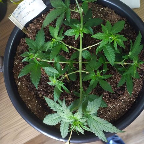 Red Poison  growlog timeline photo