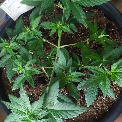 Red Poison  growlog timeline photo