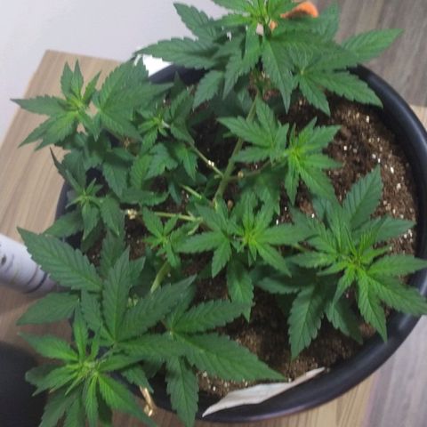 Red Poison  growlog timeline photo
