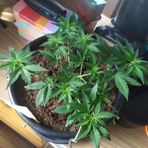 Red Poison  growlog timeline photo