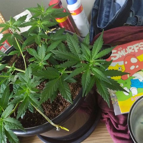Red Poison  growlog timeline photo