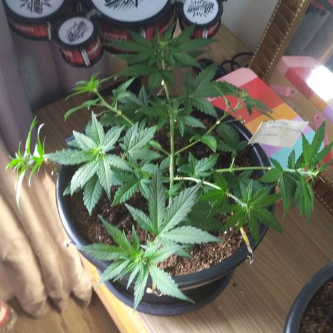 Red Poison  growlog timeline photo